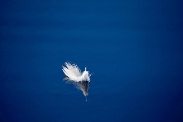 Une plume blanche flottant sur une étendue d’eau calme et d’un bleu intense.
