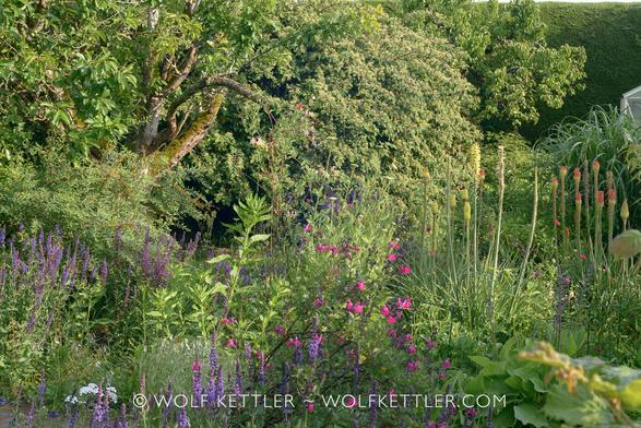 The photograph shows a view across part of the garden. Close are plants, mostly flowering in blues and pinks. Mid distance kniphofia, which are about to go over. To the left and at the back trees, shrubs and a tall hedge.