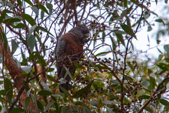 A grey cockatoo with a red breast and a weird feather crest on top of its head. It is sitting up a eucalyptus and is eating something.