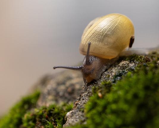 Macro photo of a golden shelled snail on a mossy stone wall