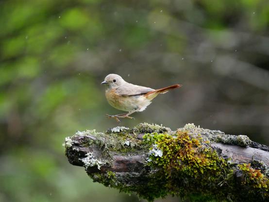 Foto eines kleinen gräulichen Vogels mit leicht orangen Brustfedern und orangen Schwanzfedern, der gerade mitten im Sprung nach links auf einem alten, modrigen Ast voller Moos ist. Im Hintergrund sind Regentropfen zu sehen.