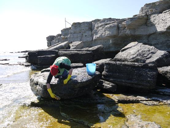 We see a woman with a red headscarf and a green cleaning smock sitting on a rock on the beach and scrubbing the rock with a brush. She is leaning over to reach the lower part of the rock. She is wearing yellow plastic gloves and there is a blue cleaning bucket next to her. The rock she is sitting on is surrounded by water.