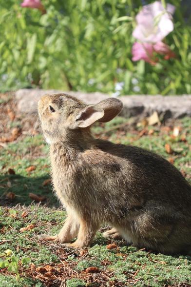 Photograph of a young rabbit, head tilted up, basking in the sunlight. (Or perhaps watching the airplane flying overhead and dreaming of being a pilot.)