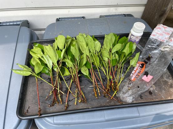 Black tray with two dozen sprigs from a tree.