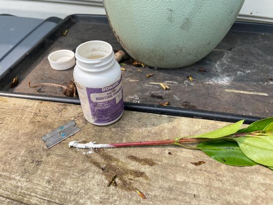 Small branch with base covered in white powder next to a razor blade and a white container of rooting hormone.