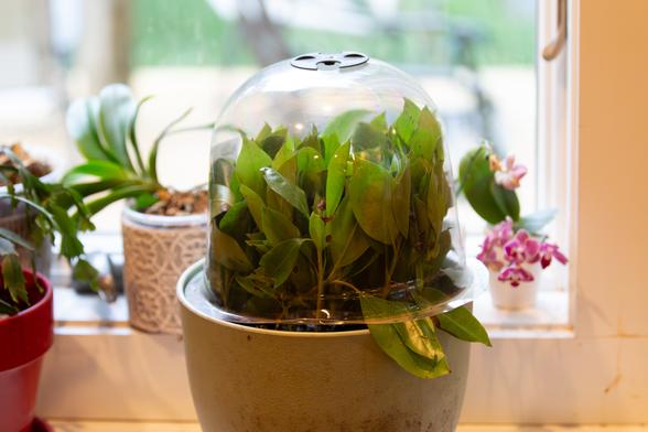 Clump of leafy sprigs under a clear plastic dome next to my orchids.