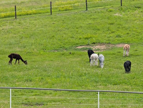 Six alpacas graze at the base of a hill in a pasture.