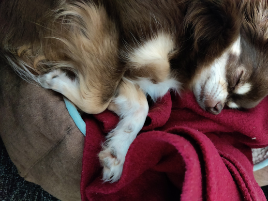 Tri-color Chihuahua sleeping on a red blanket. the dog does lay on his side, Eyes closed. her pawns are close to the belly.