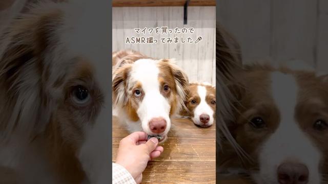 マイクを向けられたらとりあえず食べてみる犬達が可愛い🤣🎤【ボーダーコリー・オーストラリアンシェパード】#shorts