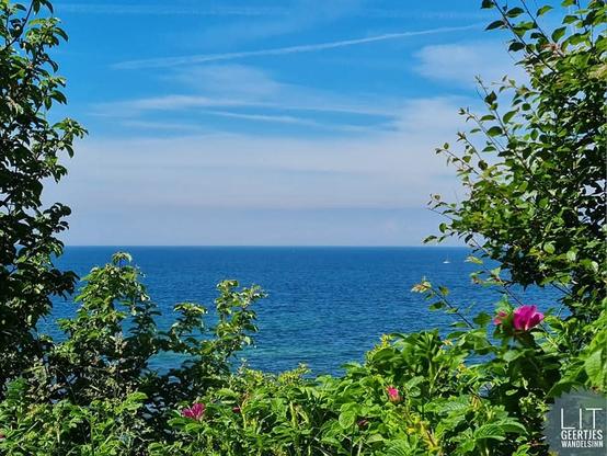 Blauer Himmel mit weißen Wolkenbändern und blaues Wasser malen gemeinsam den Horizont. Im Vordergrund rahmen blühende Kartoffelrosen den Blick.