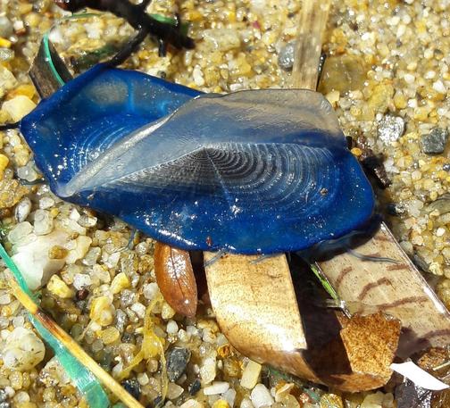 Vélelle 
Velella velella