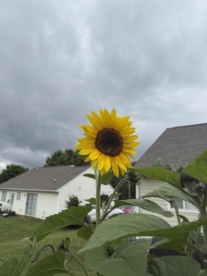The image features a vibrant sunflower in the foreground, with its bright yellow petals and dark brown center prominently displayed. The sunflower is surrounded by large green leaves, and a bee is visible on the flower's center, indicating pollination activity. In the background, a residential house with a gray roof and white siding is visible, along with a cloudy sky overhead. The house has a garage door and a window, and a car is parked in the driveway. The sunflower is the focal point of the image, with the house and sky providing context.