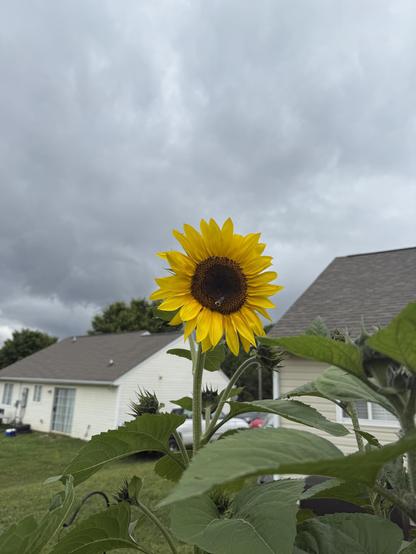 The image features a vibrant sunflower in the foreground, with its bright yellow petals and dark brown center prominently displayed. The sunflower is surrounded by large green leaves, and a bee is visible on the flower's center, indicating pollination activity. In the background, a residential house with a gray roof and white siding is visible, along with a cloudy sky overhead. The house has a garage door and a window, and a car is parked in the driveway. The sunflower is the focal point of the image, with the house and sky providing context.