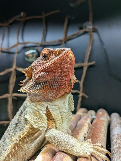 Bearded dragon with a bunch of shed skin hanging from her neck like a bib. Her freshly shed beard is a beautiful orange-red color.