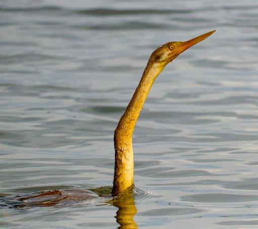 An Australasian darter emerging from water