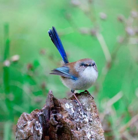 A superb fairy wren with low testosterone sitting on a log with a green background.