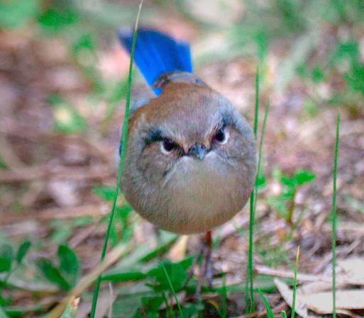 A superb fairy wren that is spherical and looking at the camera