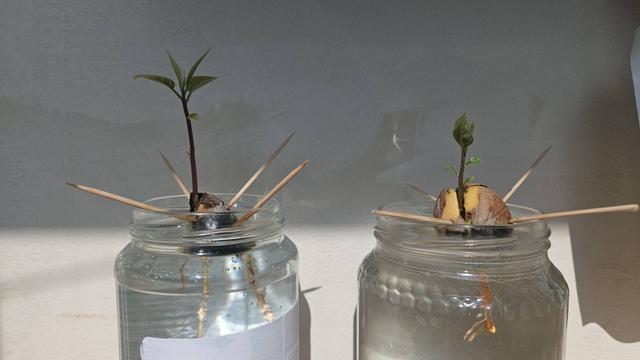 Due barattoli pieni d'acqua contengono un seme di avocado ciascuno. I semi sono stati infilzati da 4 stuzzicadenti per poter restare a galla. Si vedono le radici e le foglioline che stanno spuntando. In uno la crescita sembra più veloce dell'altro.