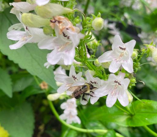 Closeup of a bee foraging among a series of white, foxglove beardtongue flowers.  The bee is sitting on the petals of a single flower, it's head pointed in toward the flower's center.  The flowers have 5 petals and exhibit thin pink streaks.  The stems from which the flowers grow are a bright green and additional green leaves can be seen out of focus in the background.