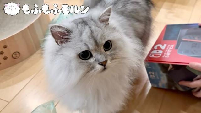 Nintendo Switch2を目の前にした猫は… 【サイベリアン】