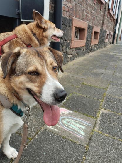 Zwei Hunde stehen auf dem Gehweg und schauen sich um.