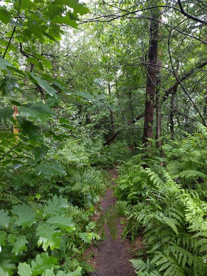 Smal pad midden in het bos, heel veel groen en erg nat door de regen
