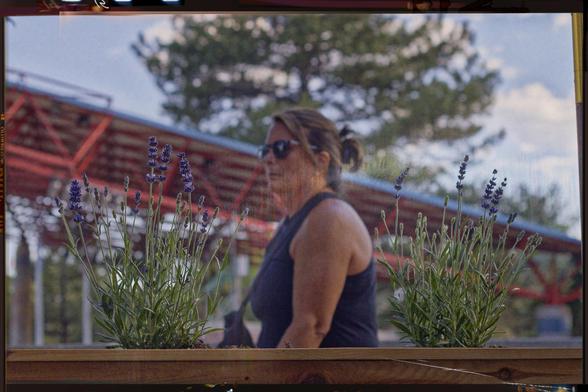 a pair of lupines in a planter, with an interesting piece of public architecture in the background. a mean-looking older woman walks through the frame, out of focus. when a rude person decides to walk through your shot, keep it.