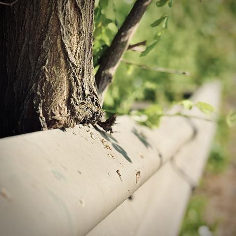 The trunk of a tree is gashed by a low, metal highway barrier railing that trails off into more greenery in the distance.