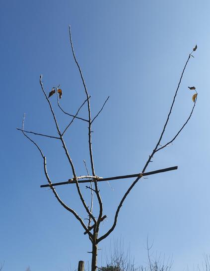 Die Baumkrone im Winter nach dem Verstreben mit Stöcken und der Juteschnur.