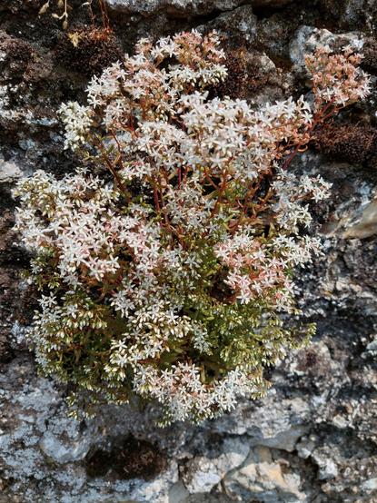 Un orpin blanc en fleurs poussé en touffe sur un mur en pierre gris