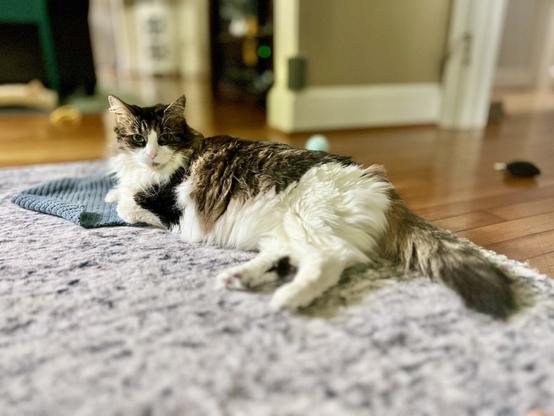 A cat with a fluffy coat and green eyes is lounging on a blue mat, surrounded by a cozy interior. The floor is wooden, and there are scattered toys in the background.