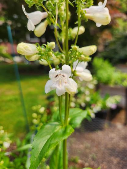 On skinny green stalks there are some while flowers. Looking into the opening of one facing us we see a white textured inside with pink stripes leading in from the outer edges.