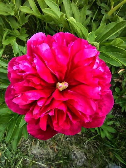 Red Peony. I very carefully pushed a few petals back to reveal the stamen area. In all the years we've had these flowers I'd never seen the center exposed before while flowering...