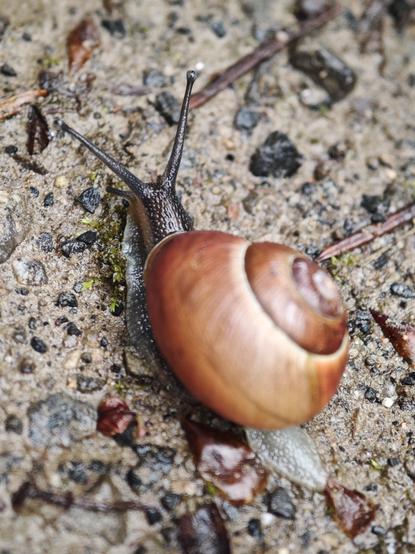 A macro shot of a small dark snail, with a brown shell.