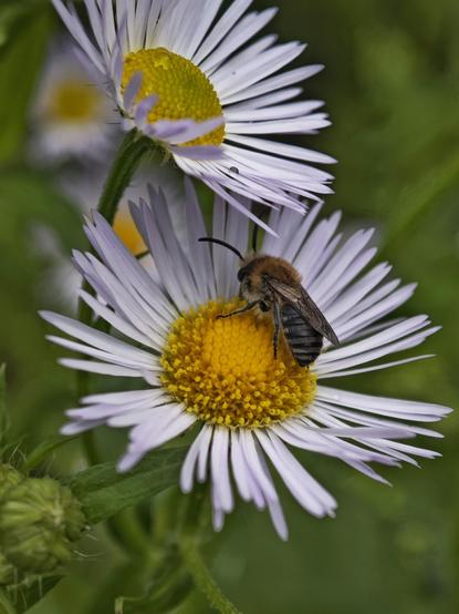 Macro shot of a bee on a small white flower.