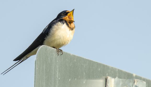 barn swallow
