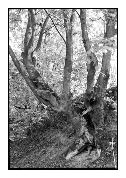 A gnarled tree with multiple trunks growing on the edge of a forest slope, bathed in dappled sunlight. Captured on homemade black and white film using a Minolta Dynax 7