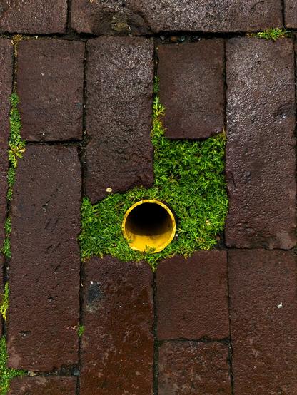 Looking close and straight downward towards a wet red brick pavement. In the center of the frame, the opening of a bright yellow pvc pipe can be seen. Surrounding the opening is a wee bit of green vegetation.