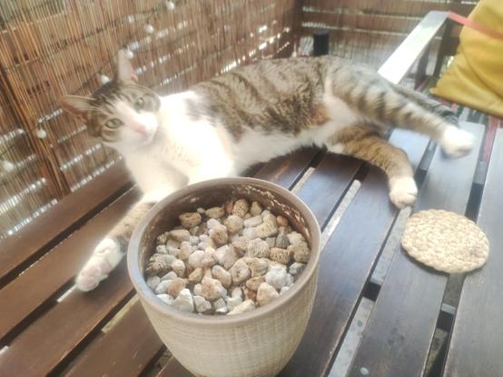 #Anarchodiva #Rallou on a half #AZT #Caturday #CatsOfMastodon
The image shows a cat lying on a wooden bench. The cat has a white and gray coat with distinctive stripes and spots, and it is looking directly at the camera with its green eyes. The bench is placed in an outdoor setting, with a bamboo fence in the background, suggesting a patio or garden area. In front of the cat, there is a pot filled with small rocks, and to the right, there is a round woven mat on the bench. The lighting indicates it is daytime, and the overall atmosphere is calm and relaxed.

Provided by @altbot, generated privately and locally using Ovis2-8B

🌱 Energy used: 0.137 Wh