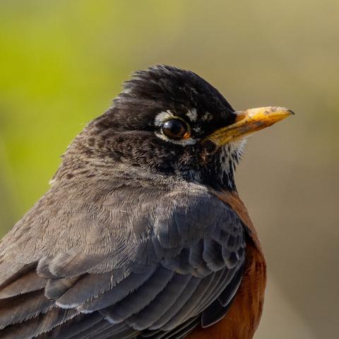 an american robin in profile. the sun is shining through their brown eye leaving a little orange patch of light around the edge of their eye. the have a black head dotted with white, a bright yellow beak, slate grey wings and a deep orange chest. the image is cropped square so it looks like a profile picture