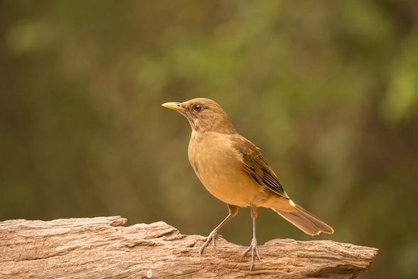 A small brown bird perches on a piece of weathered wood, its sharp beak and alert eyes turned slightly to the side. The background is a soft blur of green and brown tones, suggesting a natural and serene environment. Photography by Debra Martz