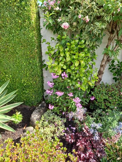 picture from 2020... 

A hedge and various plants and shrubs...the same plants and  flowers are on there way this year again in 4/5 weeks time (fingers crossed)