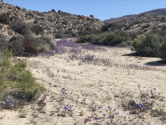 A desert wash is shown with numerous purple flowers dotting the white sand into the background. The wash courses through low rocky hills. A bit of blue sky is at the top of the frame.