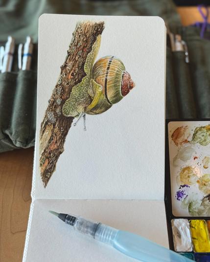 Watercolor painting of a brown-lipped snail crawling on tree bark, rendered with high detail and realism in a small sketchbook.