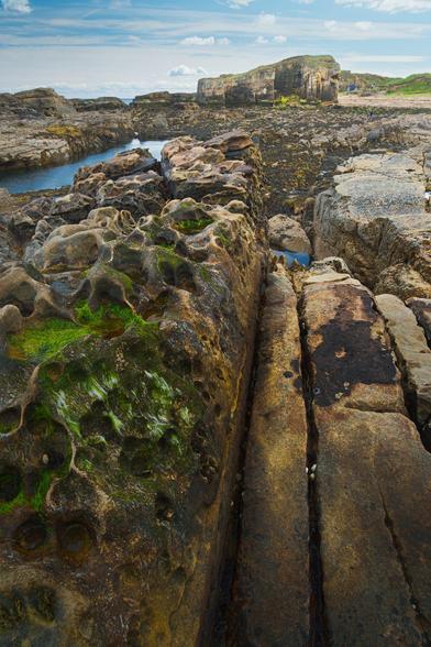 A close-up view of a rugged coastal rock formation at Rumbling Kern, Howick, Northumberland, England. The foreground is dominated by jagged, honeycombed rocks coated in vibrant green algae and moss, with pools of water caught in the hollows. To the right, smoother, flat slabs of weathered sandstone run parallel, featuring deep fissures and dark patches of seaweed or lichen. In the mid-distance, the rocky shore extends towards larger sandstone cliffs, partially covered with dark seaweed, leading to the sandy beach and grassy dunes beyond, under a bright sky scattered with fluffy clouds. The sea is visible on the horizon, adding depth and calmness to the wild coastal scene.