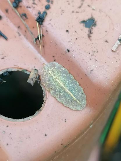 Unidentified creature on the underside of a pot