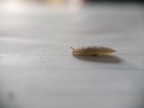 Unidentified creature on paper.