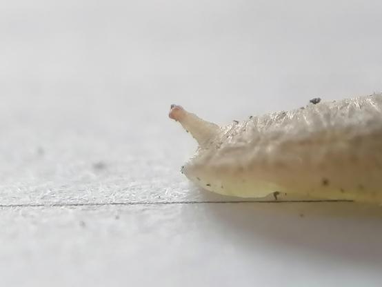 Close up of unidentified creature on paper
