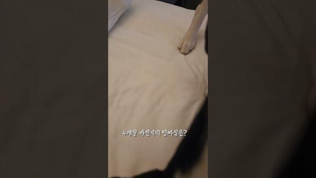 바센지 털빠짐 #basenji #바센지 #басенджи #バセンジー #강아지 #dog