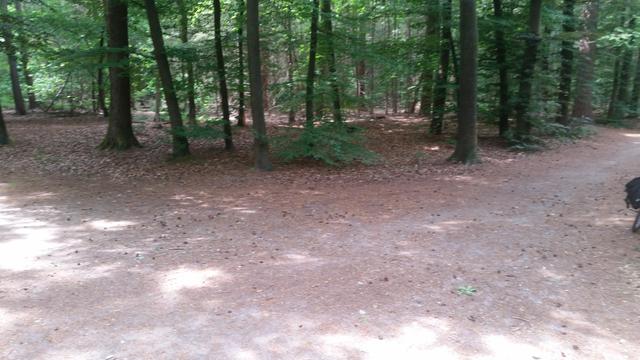 The picture shows a wooded area with many trees. The ground is covered with a layer of leaves and paths are visible. Light falls through the leaves.